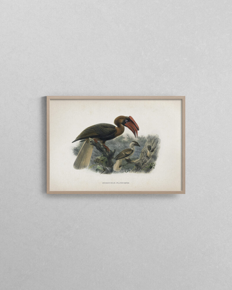 Vintage Keulemans 2 Hydrocorax Planicornis